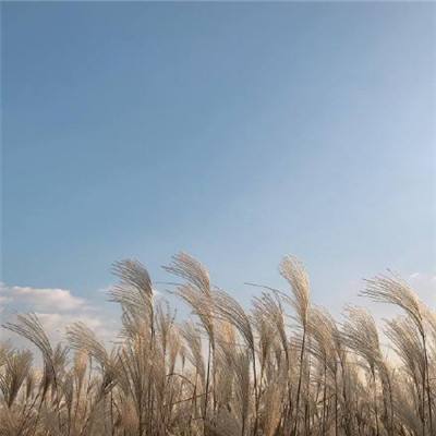 OpenAI的“特洛伊木马” 叩击谷歌的搜索命门